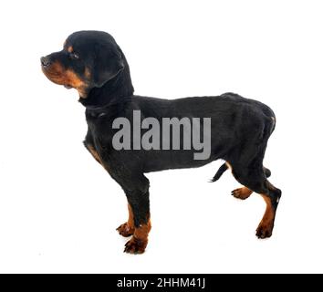 sick rottweiler in front of white background Stock Photo - Alamy