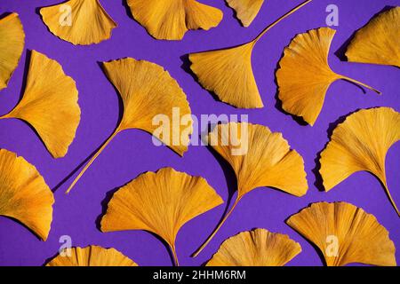 Plant of the Jurassic period Ginkgo Biloba. Yellow leaves on a lilac very peri background. Autumn leaf of Ginkgo close up. Stock Photo