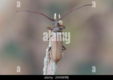 Aegosoma scabricorne an endangered big European longhorn beetle in close view Stock Photo