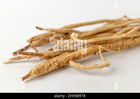 Astragalus root on a white background Stock Photo