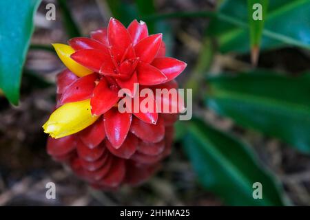 Spiral ginger flower (Costus barbatus) Stock Photo