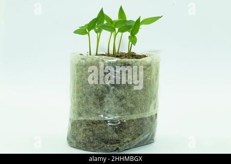 Another way to plant trees is with a polythene bag. In to the home seedlings of pepper from seed are growing in polythene bags that are made small pla Stock Photo