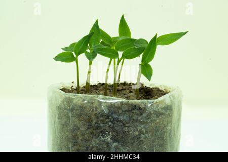 Seedlings of pepper from seed are growing in polythene bags that are made small plantation in a house Stock Photo