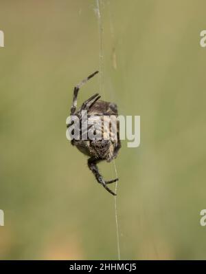 Profile of Australian brown striped garden orb weaver spider, eriophora transmarina, in her web in a garden in Queensland. Highly variable species. Stock Photo