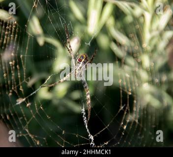 Underside of Female striped St Andrews Cross spider (Argiope keyserlingi) waiting for prey in her web. Garden in Queensland, Australia. Stock Photo