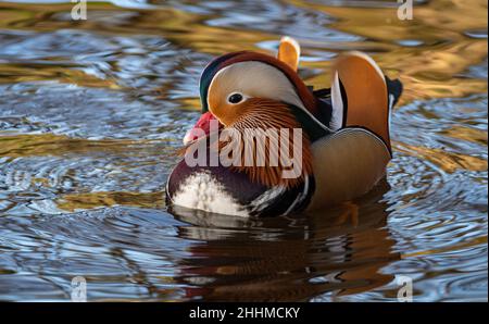 Male Mandarin Duck swimming in golden water Stock Photo Alamy