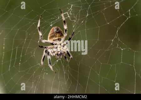 Underside of Australian brown striped garden orb weaver spider, eriophora transmarina, in her web in a garden in Queensland. Highly variable species. Stock Photo