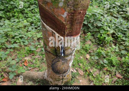 A Rubber tree trunk with a milk collecting bowl view from the up Stock Photo