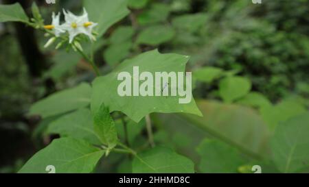 A metallic green color long legged fly on top of a pea eggplant or plate brush leaf Stock Photo