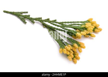 California incense cedar branch (Calocedrus decurrens) isolated on white Stock Photo