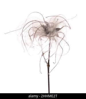 Clematis vitalba isolated on white background Stock Photo