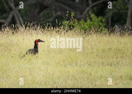 Southern Ground Hornbill - Bucorvus leadbeateri, large special ground bird from African bushes and savannahs, Taita hills, Kenya. Stock Photo
