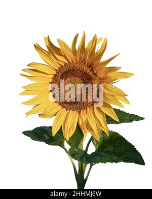Single flowering sunflower head (Helianthus Annus). Yellow sunflower cut out  against a white background Stock Photo