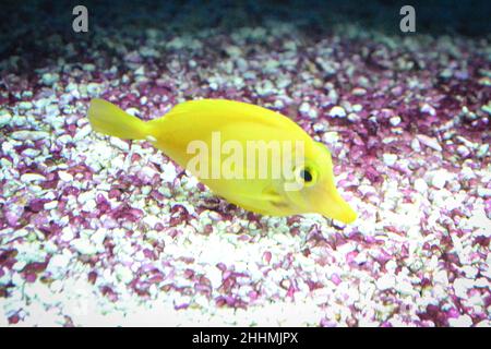 Yellow tang fish swimming in aquarium Stock Photo