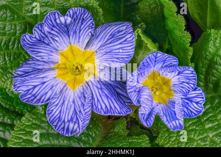 Purple flowers of primroses (primula) vulgaris or English primrose ...