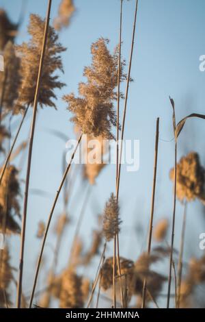 Branches of dry reed pampas grass against the blue sky at sunset. Stock Photo