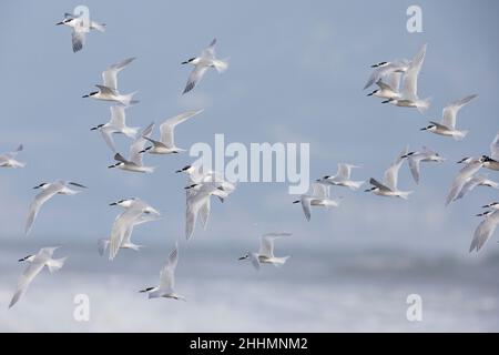 Sandwich Tern (Thalasseus sandvicensis), flock in flight, Campania, Italy Stock Photo