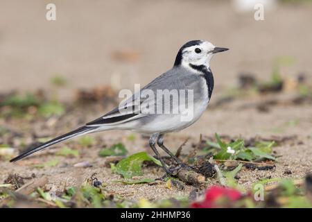 White Wagtail (Motacilla alba), side view of an adult standing on the sand,  Campania, Italy Stock Photo