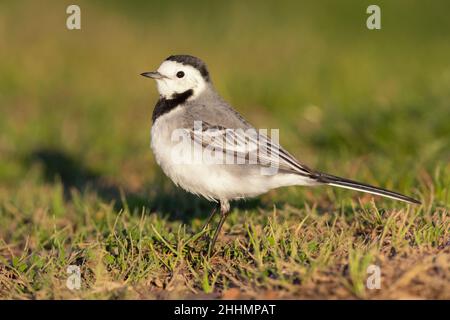 White Wagtail (Motacilla alba), side view of an adult standing on the grass, Campania, Italy Stock Photo