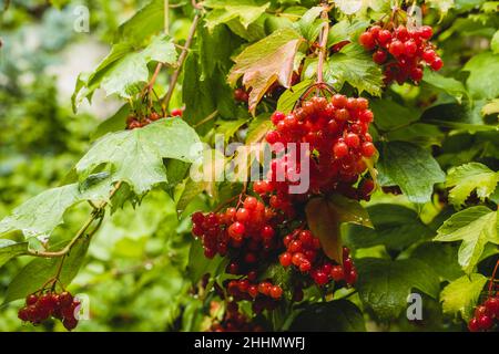 Bunches of ripe red viburnum with leaves with raindrops. Harvesting in the fall. Stock Photo