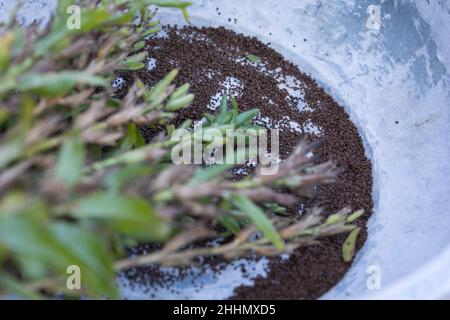 Nachtkerzen-Samen, Nachtkerzensamen, Samen von Nachtkerze, Wildkräutersamen, Wildkräuter-Samen, Samen von Wildkräutern, Samen von Wildpflanzen im Herb Stock Photo