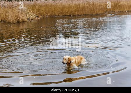 A golden retriever dog splashes through water playing in Frensham Little Pond near Farnham, Surrey, south-east England Stock Photo