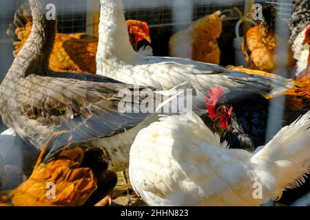 lots of white roosters, brown hens across hens in the farm close-up. Agriculture animals. Domestic animals Stock Photo