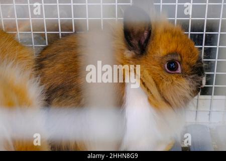 Cute fluffy nano rabbit, o rabbit muzzle close-up in cage. Domestic pets Stock Photo