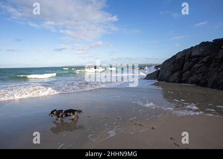 My beautiful blue roan cocker spaniel enjoys playing on the beach at Porthgwiddden, Cornwall, England Stock Photo