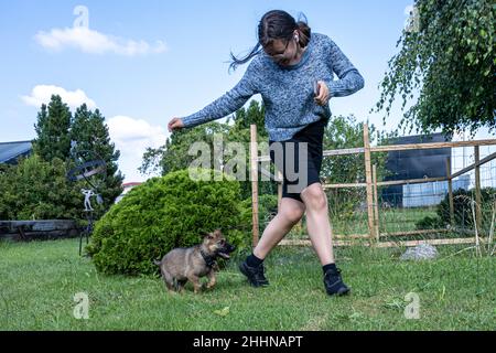 A twelve years old girl plays with an eight weeks old German Shepherd puppy. Green grass background. Sable colored, working line breed Stock Photo