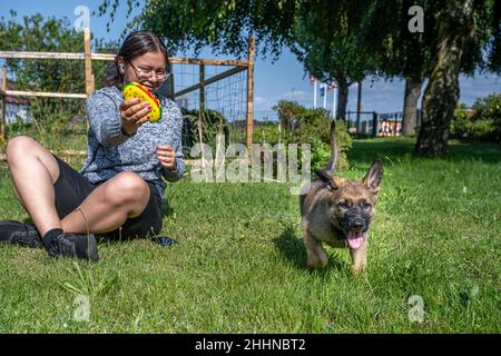 A twelve years old girl plays with an eight weeks old German Shepherd puppy. Green grass background. Sable colored, working line breed Stock Photo