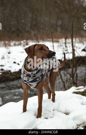 Vertical shot of Rhodesian ridgeback wearing clothes walking in the ...