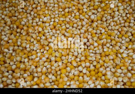 Lots of ripe, dry corn kernels for popcorn. Yellow background. Stock Photo