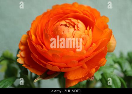 Orange  color Ranunculus  on green wall background,  orange Ranunculus with delicate petals and green leaves, blooming flower  macro, flower head Stock Photo