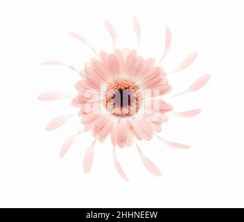 Single pink Gerbera surrounded by petals Stock Photo
