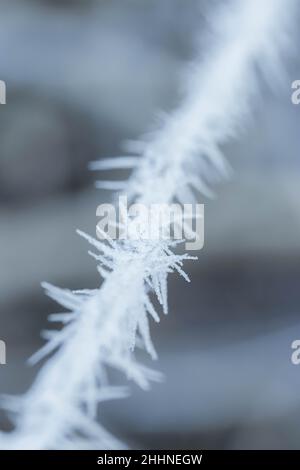 Branches covered with spiky ice frost close-up photo in winter. Stock Photo