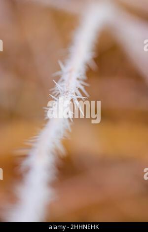 Branches covered with spiky ice frost close-up photo in winter. Stock Photo
