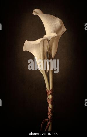 Two white Calla lilies tied together with red ribbon Stock Photo