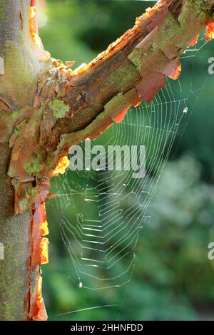 Spider web in a Paperbark maple tree in autumn. Web of Araneus diadematus on Acer Griseum. UK Stock Photo