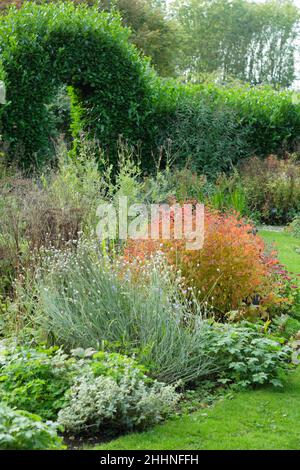 Autumn perennial bed dominated by fiery leaves of  Gillenia trifoliata (Bowman's root) looks to a natural archway in a garden hedge. UK Stock Photo