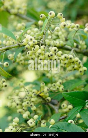 Cotoneaster Rothschildianus. Yellow green berries of cotoneaster Rothschildianus in autumn. UK Stock Photo