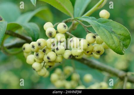 Cotoneaster Rothschildianus. Yellow green berries of cotoneaster Rothschildianus in autumn. UK Stock Photo