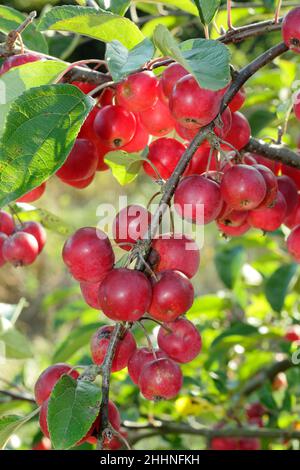 Crab apple tree (Malus 'Gorgeous', Malus Gorgeous), cultivar Gorgeous ...