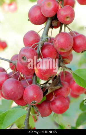 Crab apple tree (Malus 'Gorgeous', Malus Gorgeous), cultivar Gorgeous ...