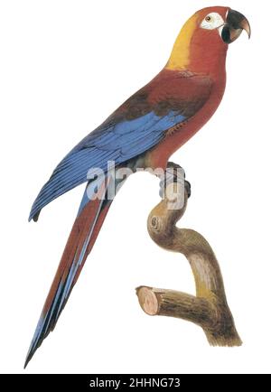 Hispaniolan macaw (Ara tricolor) AKA Cuban macaw or Cuban red macaw Stock Photo