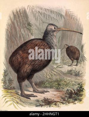 South Island brown kiwi (Apteryx australis), Stewart Island, New ...