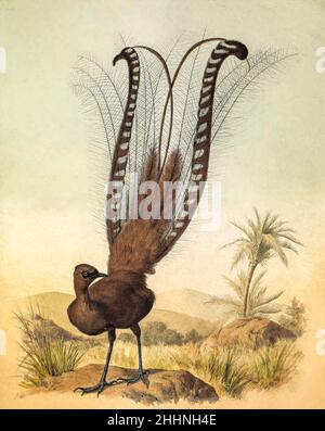 The superb lyrebird (Menura novaehollandiae here as Menura superba) is an Australian songbird, one of two species from the family Menuridae. It is one of the world's largest songbirds, and is renowned for its elaborate tail and courtship displays, and its excellent mimicry. The species is endemic to Australia and is found in forest in the southeast of the country tinted lithograph Illustrated by Joseph Smit, from the book ' The beautiful and curious birds of the world ' by Charles Barney Cory, Published by the Author for the subscribers Boston USA 1883. Plates are tinted lithographs, some with Stock Photo