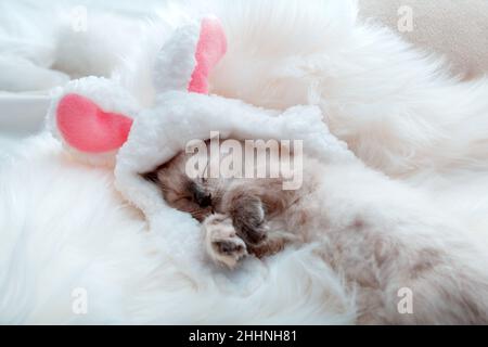 Little kitten In clothes costume Easter bunny. White cat is wearing hat with bunny ears and folded its legs like rabbit Sleeps nap on soft fur plaid Stock Photo