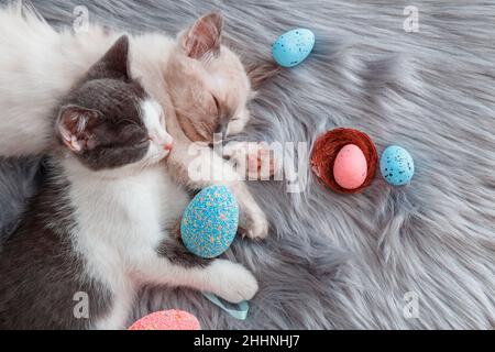 Couple Cute kittens in love sleep nap together hugging Easter colorful eggs on gray fluffy plaid. 2 two cats pets animal relax have sweet dreams on Stock Photo