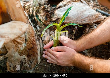 Young fresh sprout In male hands. Man plants fresh sprout in open ground as a symbol of green energy Restart earth New life. ECO farming concept Stock Photo
